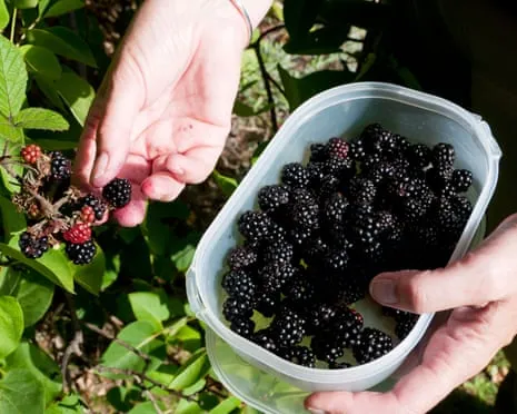 Wanted: Delicious Pastries to Utilize a Surplus of House-Made Jam