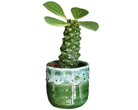Can My Euphorbia Ritchiei Once Again Sprout Back?